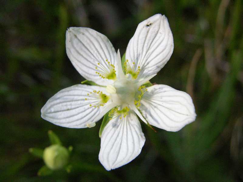 (21302)Parnassia palustris,fleur mature